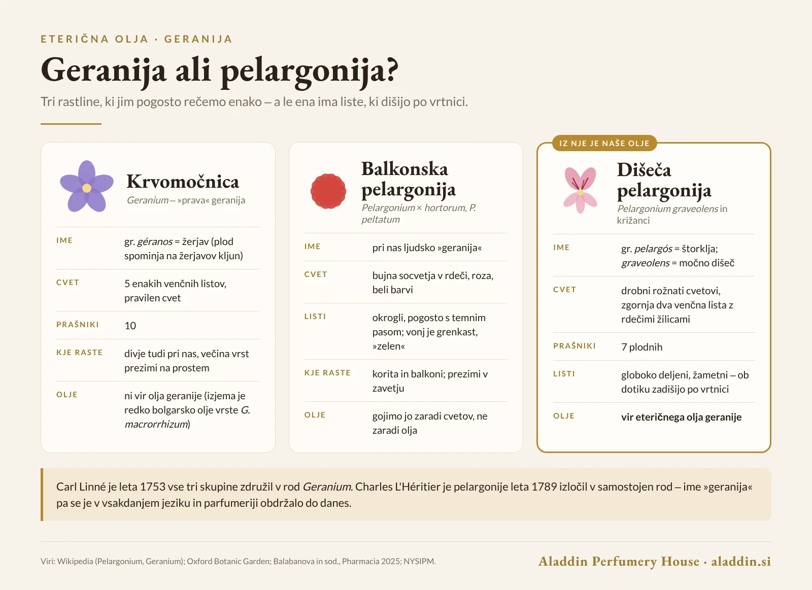 Infografika: razlike med krvomočnico, balkonsko pelargonijo in dišečo pelargonijo Pelargonium graveolens