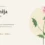 Geranija – rastlina, ki diši po vrtnici: zgodovina, pridobivanje in lastnosti eteričnega olja Pelargonium graveolens
