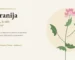 Geranija – rastlina, ki diši po vrtnici: zgodovina, pridobivanje in lastnosti eteričnega olja Pelargonium graveolens