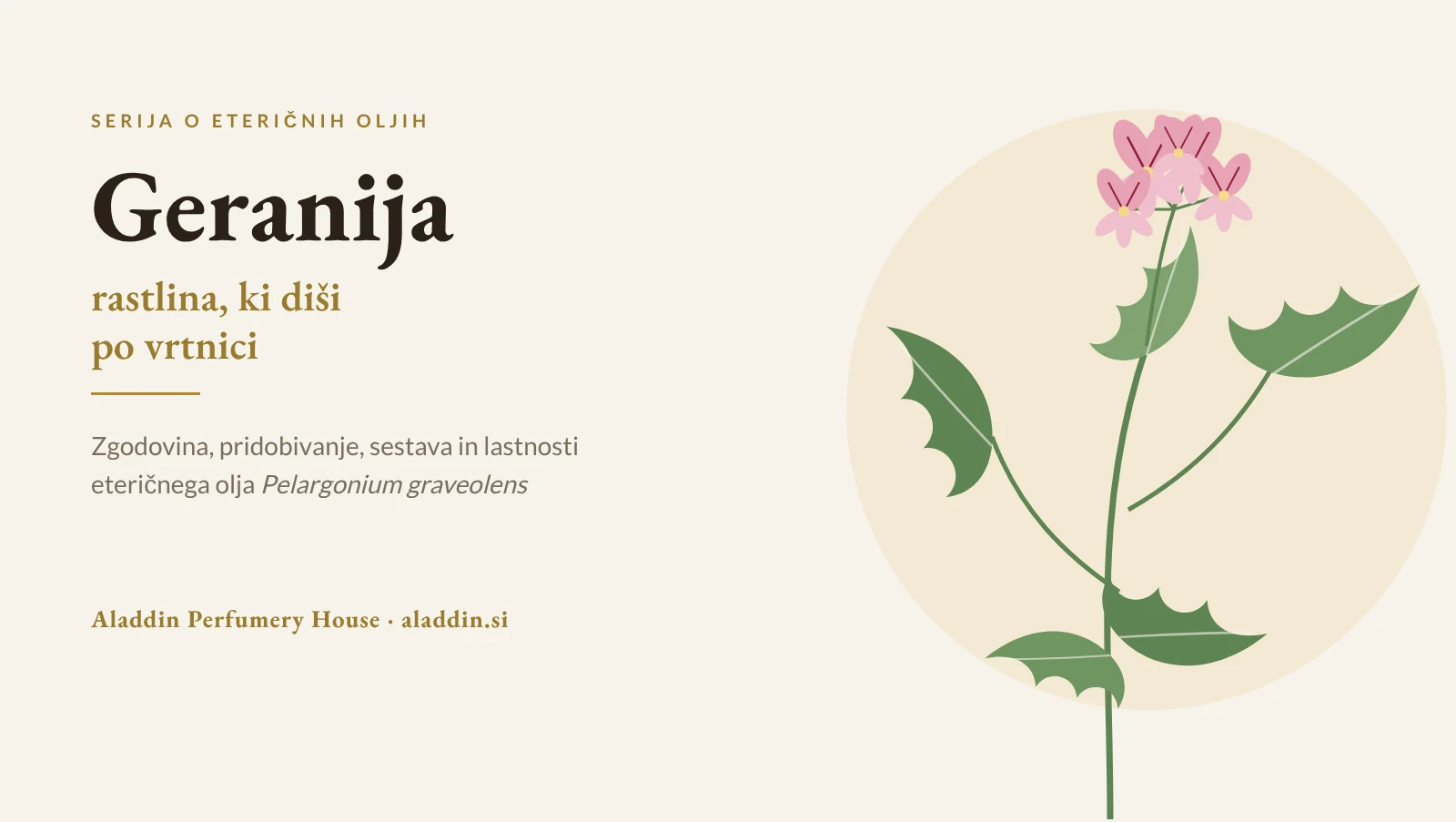 Geranija – rastlina, ki diši po vrtnici: zgodovina, pridobivanje in lastnosti eteričnega olja Pelargonium graveolens