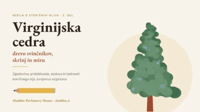 Virginijska cedra – drevo svinčnikov, skrinj in miru: zgodovina, pridobivanje in lastnosti eteričnega olja Juniperus virginiana
